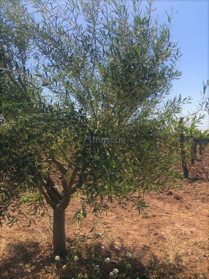 Finca en Venta en Lujan de Cuyo, Mendoza