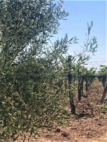 Finca en Venta en Lujan de Cuyo, Mendoza