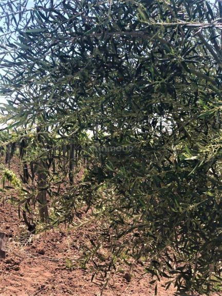 Finca en Venta en Lujan de Cuyo, Mendoza