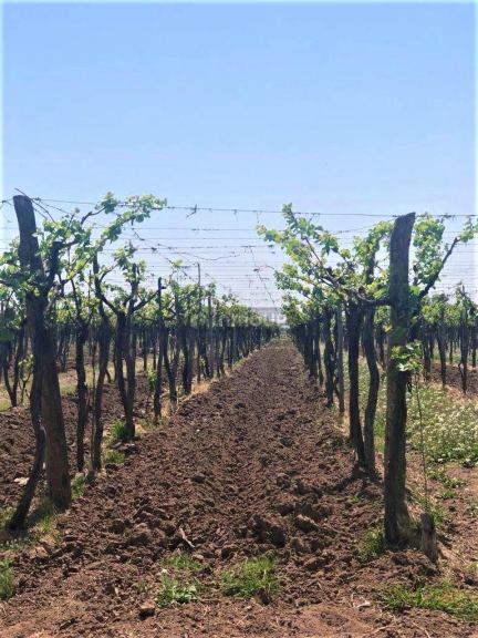 Finca en Venta en Lujan de Cuyo, Mendoza