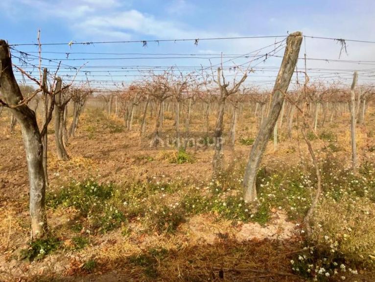 Finca en Venta en Lujan de Cuyo, Mendoza
