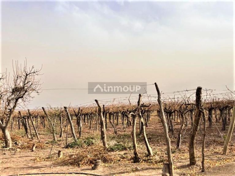 Finca en Venta en Lujan de Cuyo, Mendoza