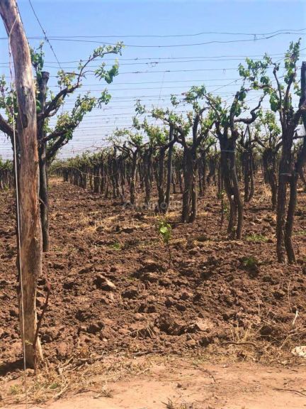 Finca en Venta en Lujan de Cuyo, Mendoza