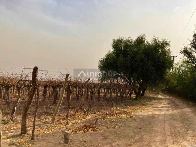 Finca en Venta en Lujan de Cuyo, Mendoza