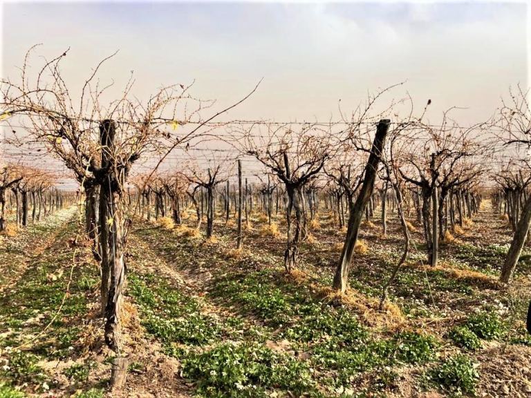 Finca en Venta en Lujan de Cuyo, Mendoza