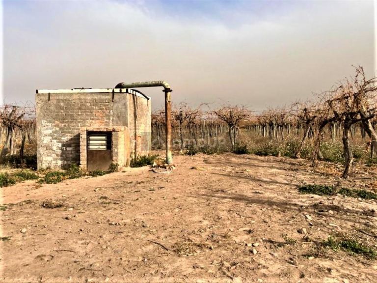 Finca en Venta en Lujan de Cuyo, Mendoza