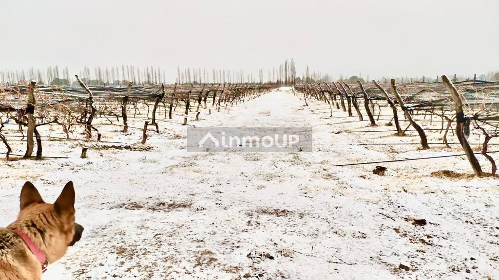 Finca en Venta en San Rafael, Mendoza