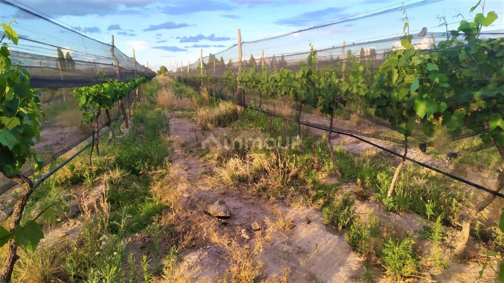 Finca en Venta en San Rafael, Mendoza