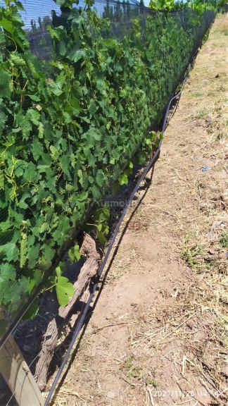 Finca en Venta en San Rafael, Mendoza