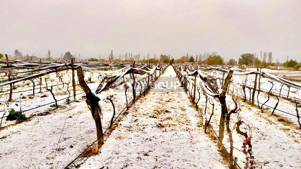 Finca en Venta en San Rafael, Mendoza