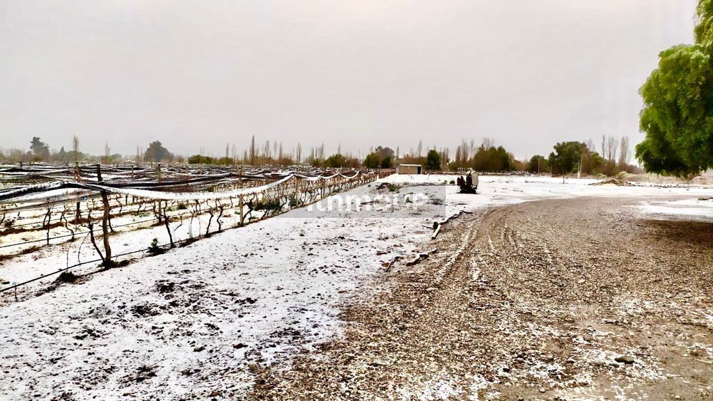 Finca en Venta en San Rafael, Mendoza