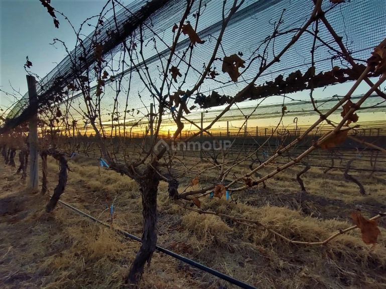 Finca en Venta en San Rafael, Mendoza