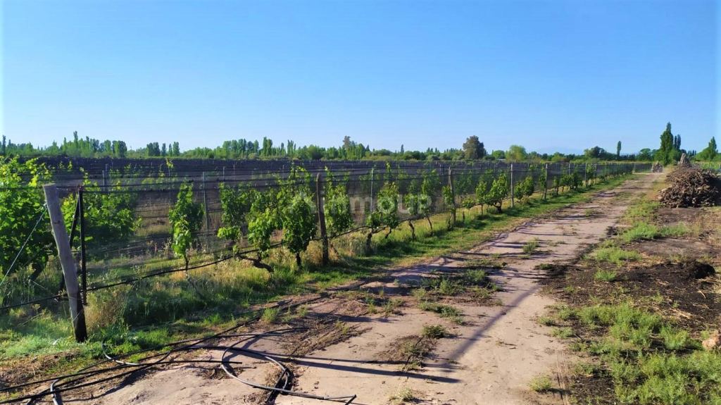 Finca en Venta en San Rafael, Mendoza
