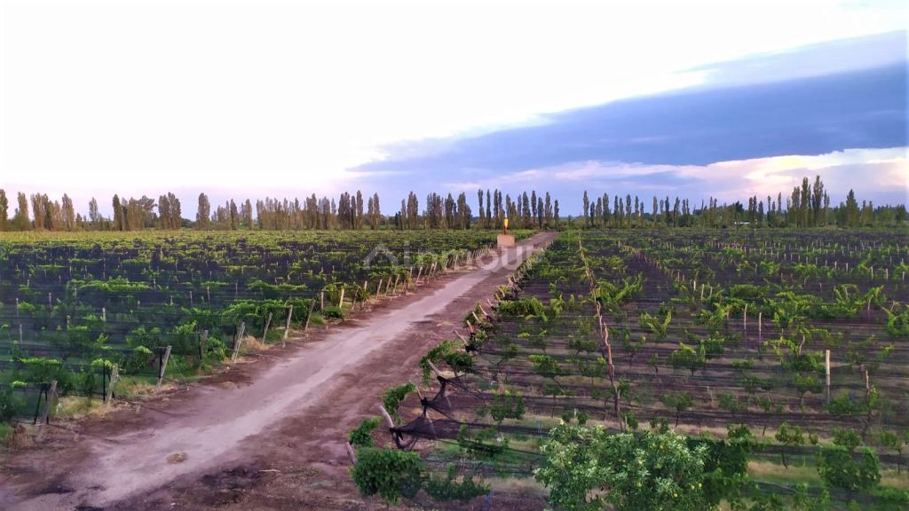 Finca en Venta en San Rafael, Mendoza