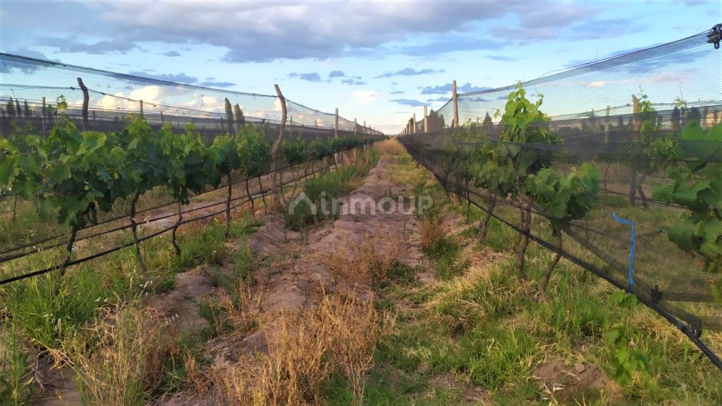 Finca en Venta en San Rafael, Mendoza
