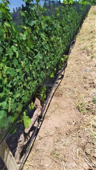 Finca en Venta en San Rafael, Mendoza