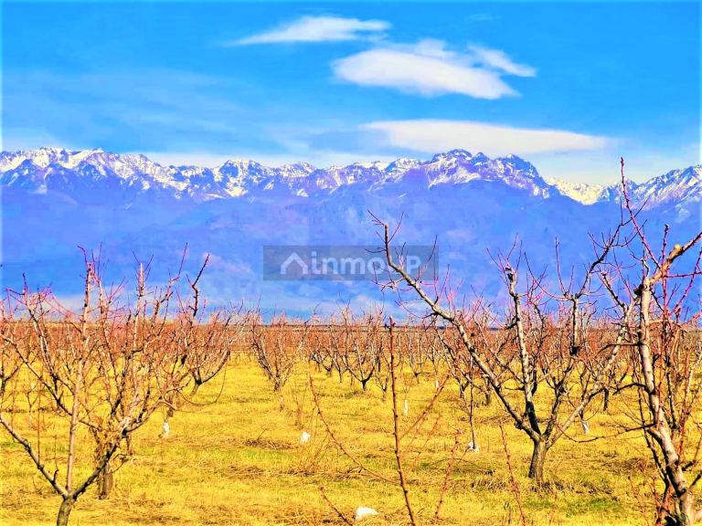Finca en Venta en Tunuyan, Mendoza