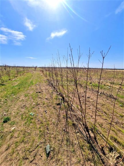 Finca en Venta en Tunuyan, Mendoza