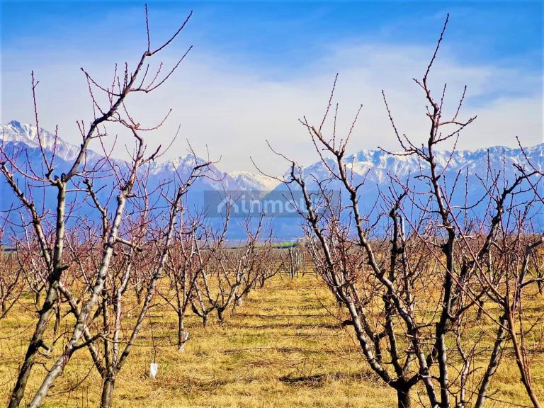 Finca en Venta en Tunuyan, Mendoza