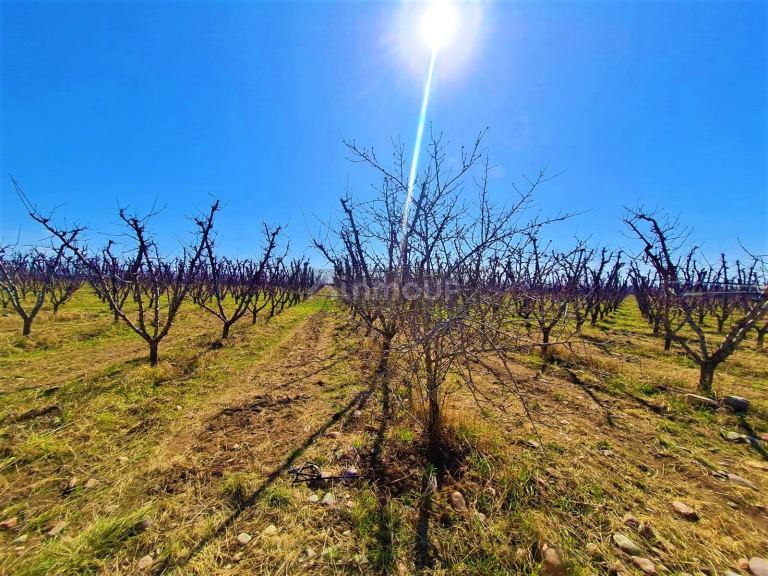 Finca en Venta en Tunuyan, Mendoza