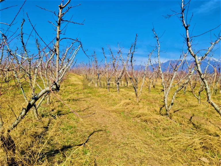 Finca en Venta en Tunuyan, Mendoza