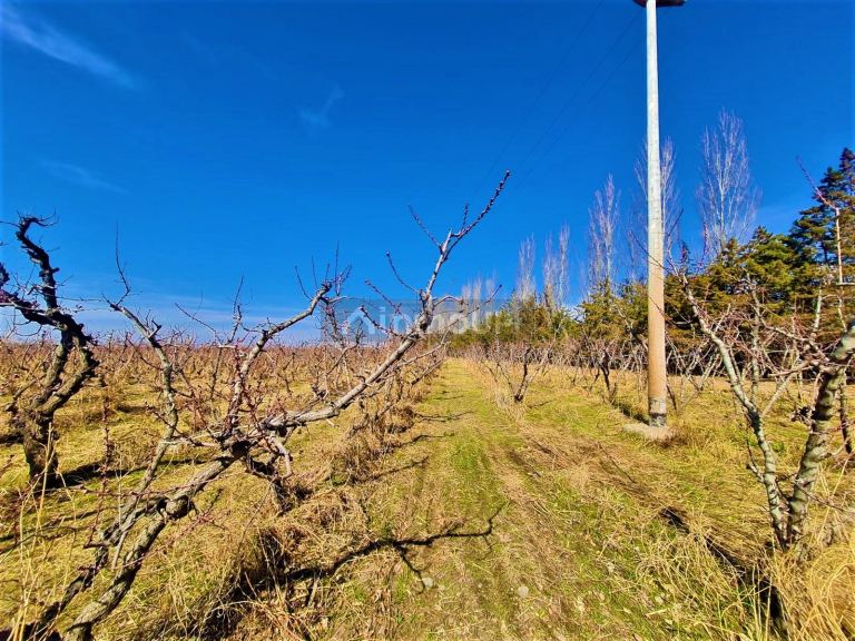 Finca en Venta en Tunuyan, Mendoza