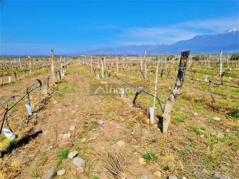 Finca en Venta en Tunuyan, Mendoza