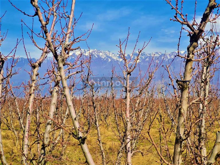 Finca en Venta en Tunuyan, Mendoza