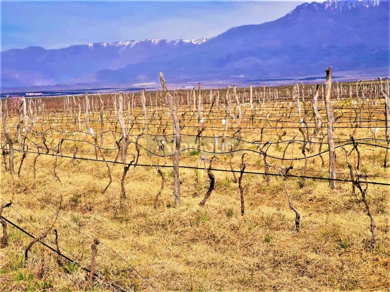 Finca en Venta en Tunuyan, Mendoza