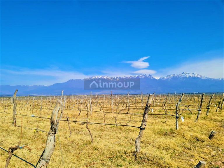 Finca en Venta en Tunuyan, Mendoza
