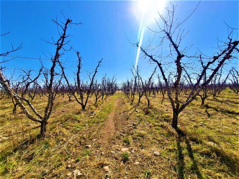 Finca en Venta en Tunuyan, Mendoza