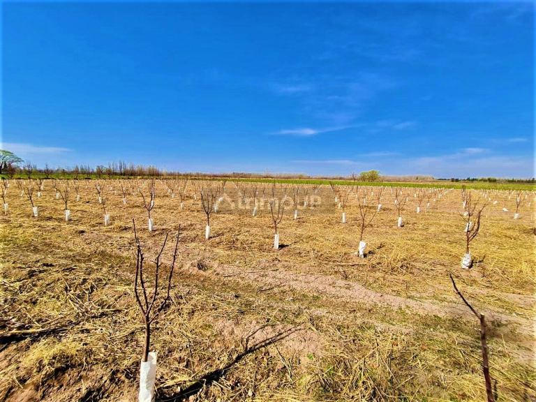 Finca en Venta en Tunuyan, Mendoza