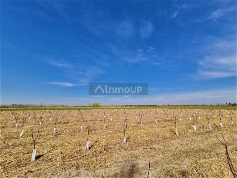 Finca en Venta en Tunuyan, Mendoza