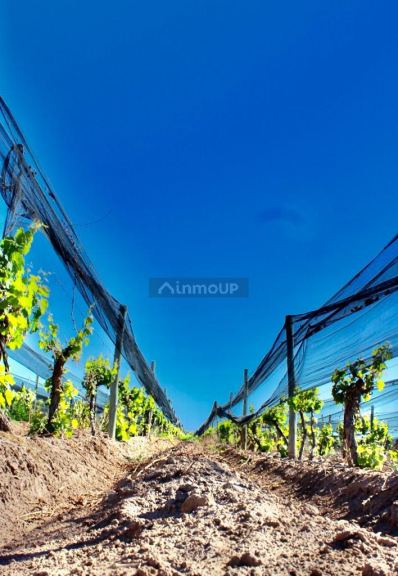 Finca en Venta en Lujan de Cuyo, Mendoza