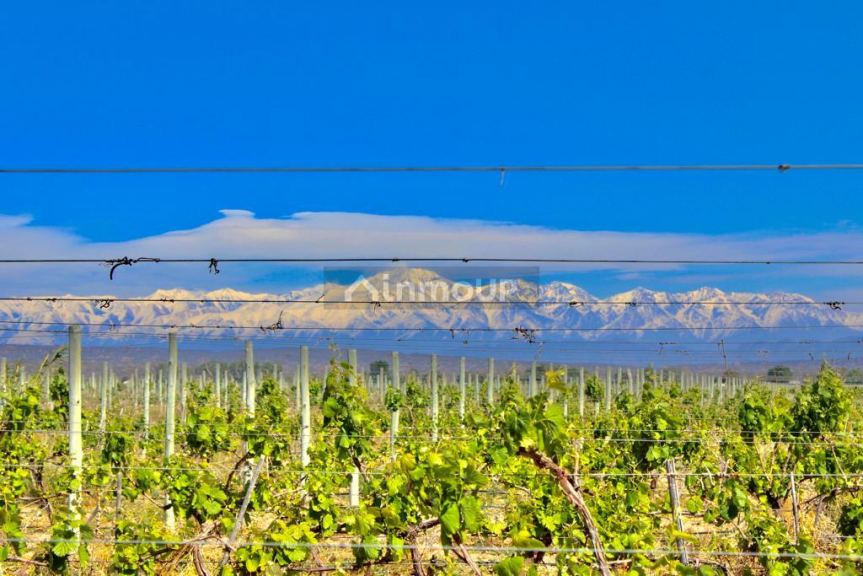 Finca en Venta en Lujan de Cuyo, Mendoza