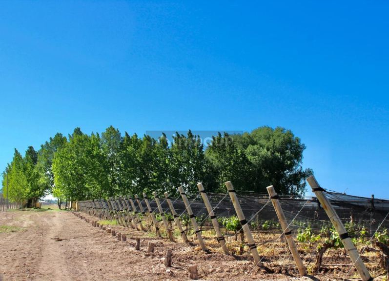 Finca en Venta en Lujan de Cuyo, Mendoza
