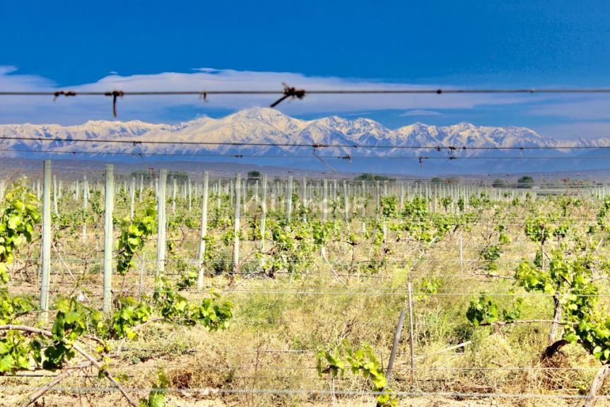 Finca en Venta en Lujan de Cuyo, Mendoza