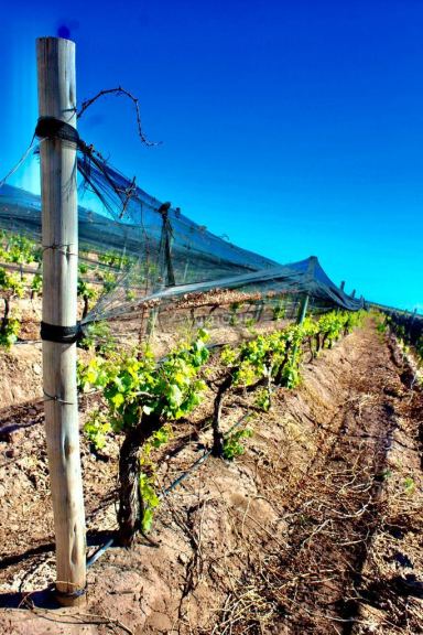 Finca en Venta en Lujan de Cuyo, Mendoza