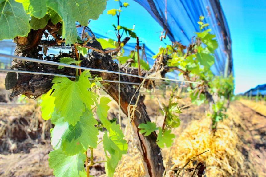 Finca en Venta en Lujan de Cuyo, Mendoza