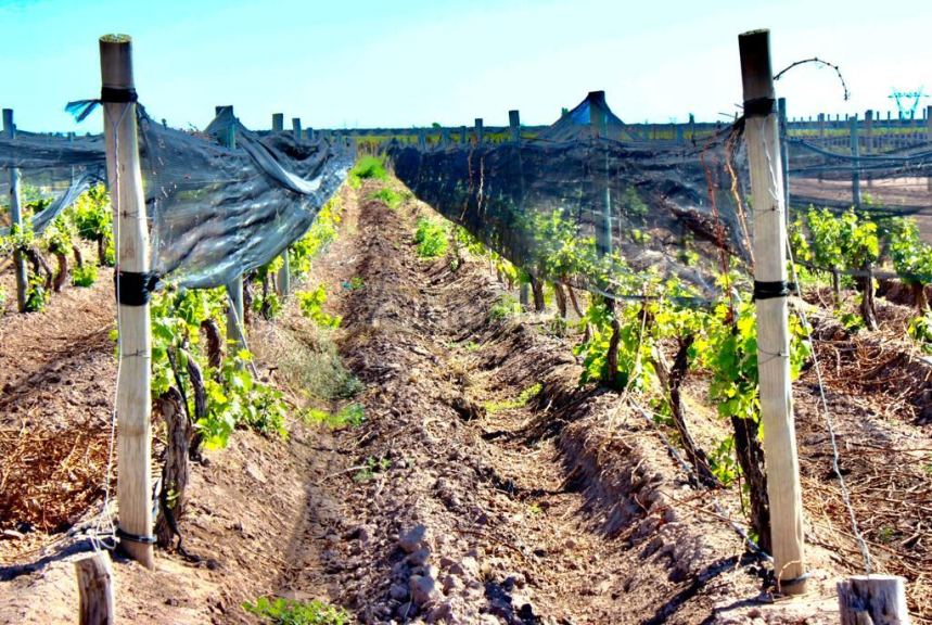 Finca en Venta en Lujan de Cuyo, Mendoza