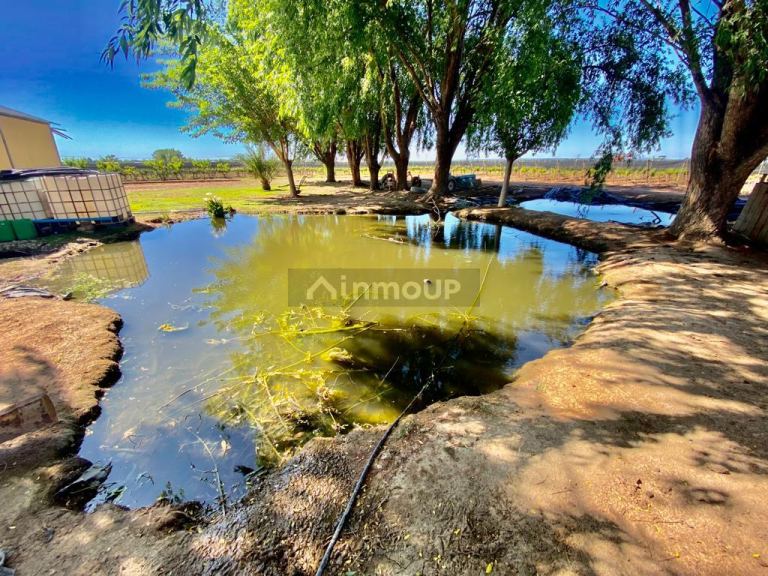 Finca en Venta en Lujan de Cuyo, Mendoza