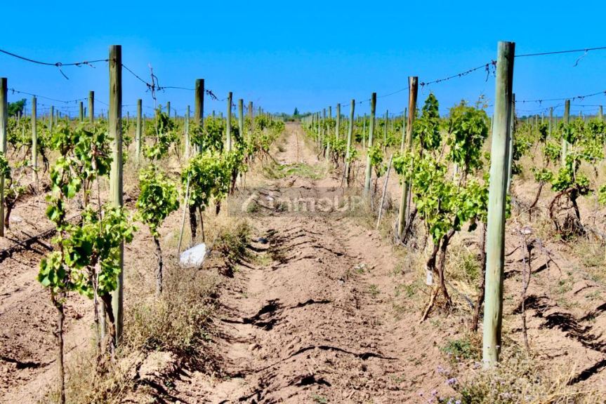 Finca en Venta en Lujan de Cuyo, Mendoza