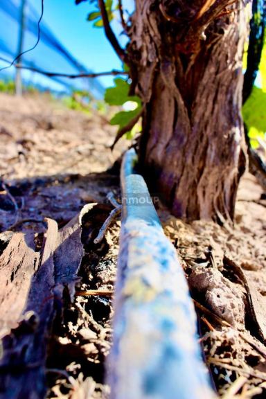 Finca en Venta en Lujan de Cuyo, Mendoza
