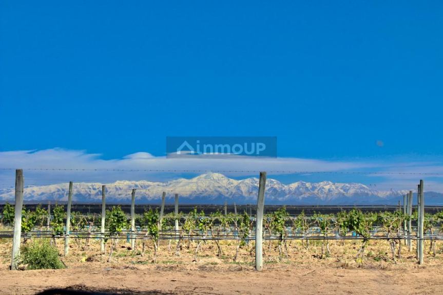 Finca en Venta en Lujan de Cuyo, Mendoza