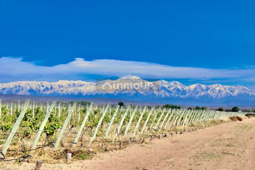 Finca en Venta en Lujan de Cuyo, Mendoza