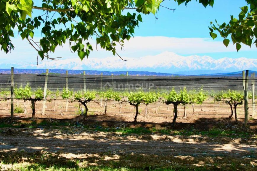Finca en Venta en Lujan de Cuyo, Mendoza