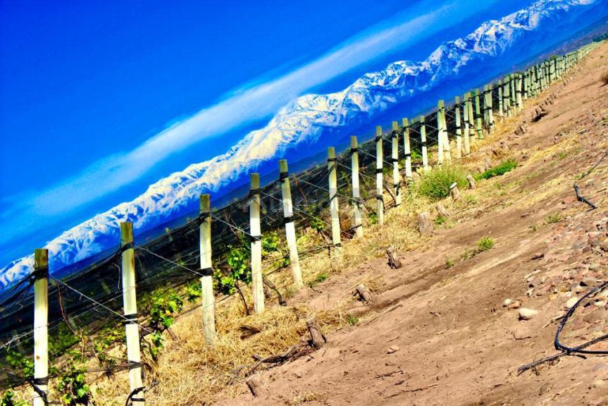Finca en Venta en Lujan de Cuyo, Mendoza