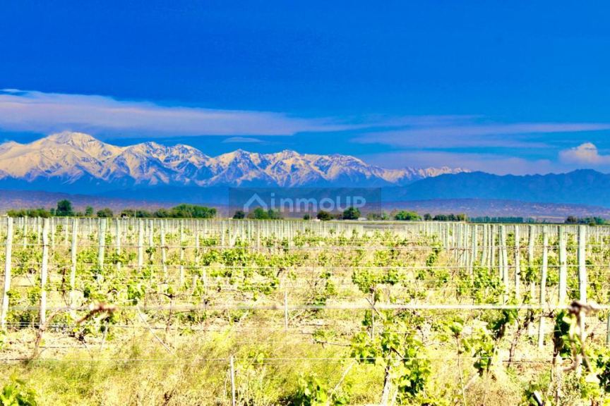 Finca en Venta en Lujan de Cuyo, Mendoza