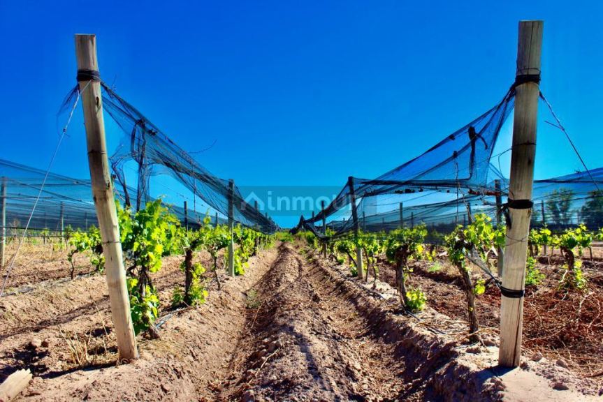 Finca en Venta en Lujan de Cuyo, Mendoza