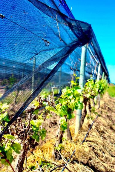 Finca en Venta en Lujan de Cuyo, Mendoza